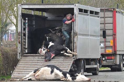 How are cows killed. Dairy farms need female cows to produce milk but with little demand for male calves many farmers can’t afford to keep them beyond birth ... with 95,000 killed on-farm in the most recent set of ... 