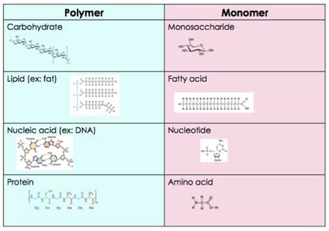 How are monomers and polymers and macromolecules related.  Explain the structu...