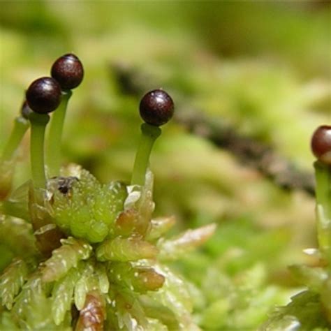 How are moss spores produced? – ProfoundQa