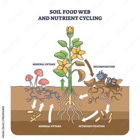 How are nuts grown.  This process involves plant biology, soil science, and spec...