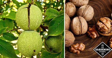 How are nuts grown. .  ...