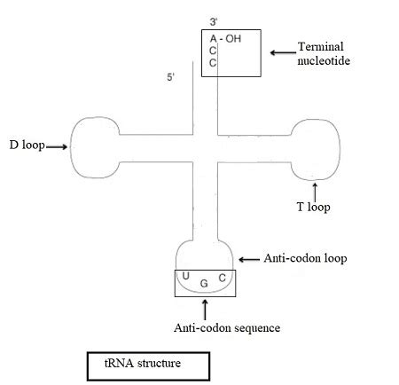 How are tRNAs charged? Homework.Study.com