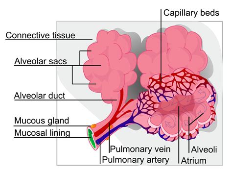 How are the villi in your intestines and the alveoli in your lungs similar?