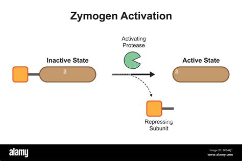 How are zymogens activated? - TimesMojo