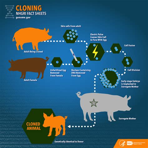 How artificial cloning is helpful for humans