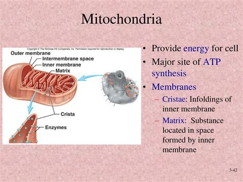 How atp is formed in mitochondria