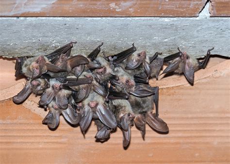 How bats get in house