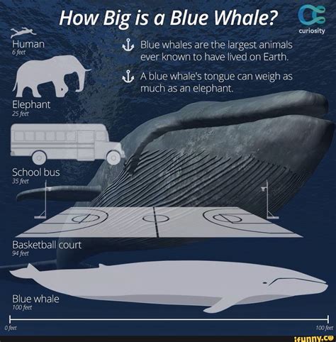 How big a blue whale. Nov 26, 2023 · Blue Whale Blowhole – how big is it? Presently, you have learned that a blue whale’s blowhole can be up to 2.5 meters long and roughly the size of a basketball. This enormous respiratory system allows the blue whale to expel air at speeds of up to 300 mph, creating the iconic spout that can be seen from a great distance. 
