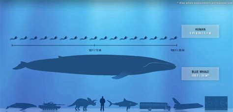 How big a whale is. Blue whales are the largest animals ever known to have lived on Earth. These magnificent marine mammals rule the oceans at up to 100 feet long and upwards of 200 tons. Their tongues alone can ... 