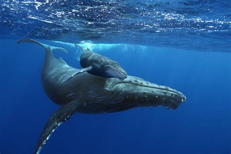 How big are humpback whales. by Liz Kimbrough on 5 June 2020. New video reveals baby humpback whales nursing in Hawaii, a sight rarely seen by humans. A team of researchers used non-invasive suction cups to outfit seven baby ... 