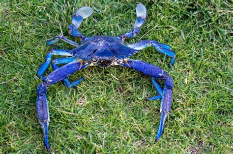 How big can a blue crab get? - Answers