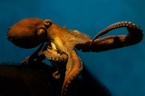 How big can an octopus get. Size. Body to 2 feet (60 cm); arm span at least 7 feet (2 m) and often exceeding 13 feet (4 m) Diet. Primarily shellfish, crabs and lobsters, with a wide range of other prey including echinoderms and seabirds. Range. … 