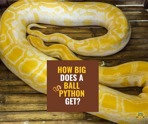 How big do ball pythons get. 19 Products ... One of the most popular and recommended species for first time snake owners. Ball pythons will stay small, generally between 3.5 - 4.5 feet in ... 