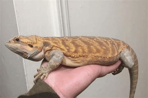 How big do bearded dragons get. Things To Know About How big do bearded dragons get. 