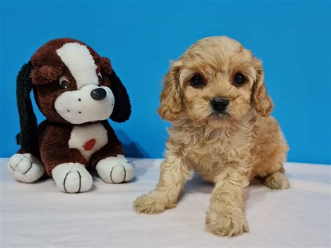 This ensures a confident and outgoing personality. Cavapoo Puppies have high intelligence and a high energy level. They need physical and mental exercise to be well-rounded, healthy, and obedient. Due to their kind and sociable nature, Cavapoos get along well with people and other pets.. How big do cavapoos get