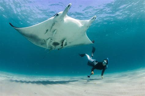 How big do manta rays get. Other Name (s): Giant manta ray, chevron manta ray, oceanic manta ray, Pacific manta ray, pelagic manta ray. Scientific name: Manta birostris. Type of Animal: Fish. Animal … 