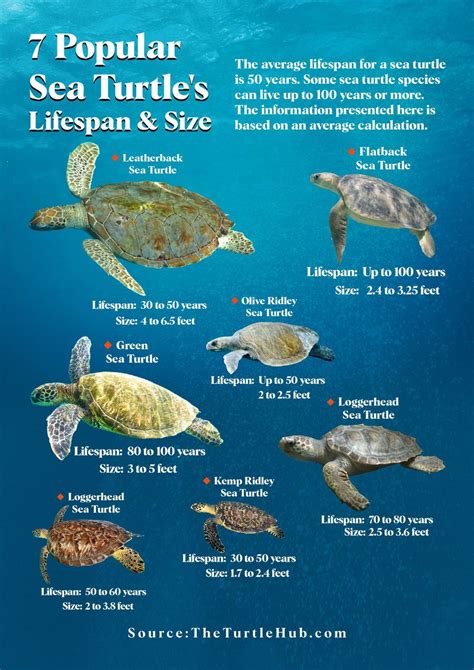 How big do sea turtles get. Leatherback sea turtles and softshell turtles have a rounded, flattened carapace, and the entire shell is covered with tough, leathery skin supported by tiny bones. The shell’s bone elements are reduced, making the shell flexible for swimming and diving. Leatherback turtles dive up to 3,000 feet (900 meters) below the ocean surface; at this ... 