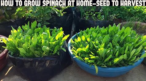 How big do spinach plants get? (2024)