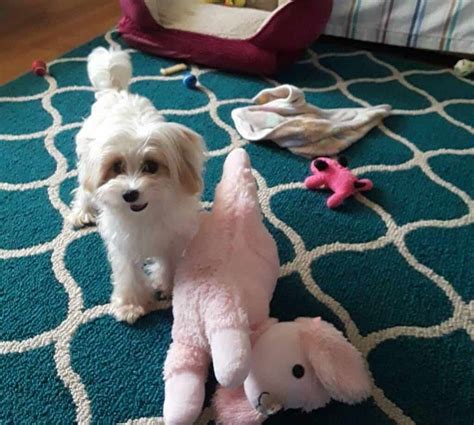 How big does a toy maltipoo get. Things To Know About How big does a toy maltipoo get. 