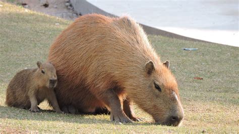 How big is a capybara
