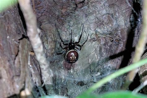 How big is a false widow