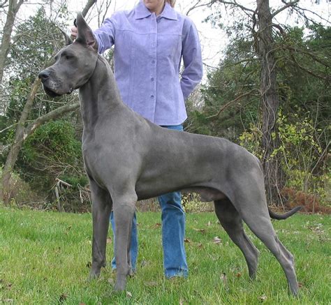 How big is a full grown Great Dane?