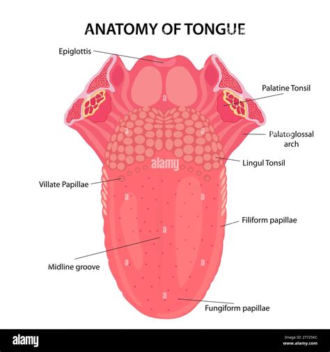 How big is a human tongue