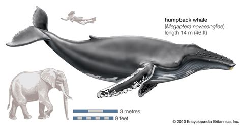 How big is a humpback whale. The throat of a fin whale, the second-largest species of whale, is approximately two feet in diameter. This may sound impressive, but it pales in comparison to the gargantuan throat of a blue whale. The throat of a blue whale can stretch up to 80 feet in length, allowing it to engulf massive amounts of water and prey. 