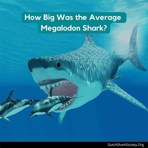 How big is a megalodon
