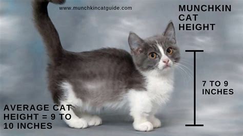 How big is a munchkin cat