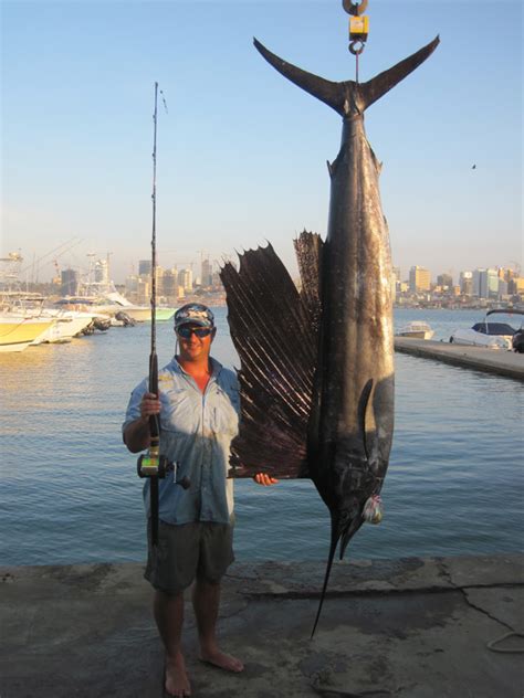 How big is a sailfish