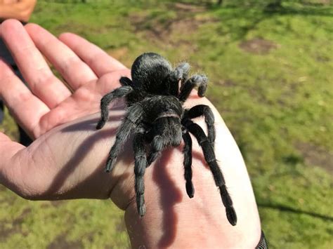 How big is a tarantula
