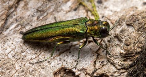 How big is an emerald ash borer