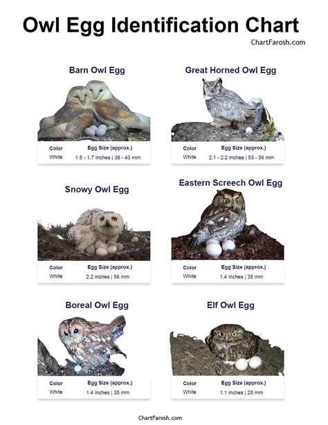 How big is an owl egg