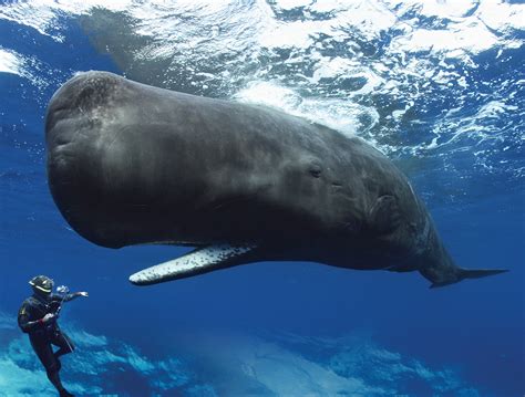 How big is the biggest whale. The sperm whale or cachalot (Physeter macrocephalus) is the largest of the toothed whales and the largest toothed predator.It is the only living member of the genus Physeter and one of three extant species in the sperm whale family, along with the pygmy sperm whale and dwarf sperm whale of the genus Kogia.. The … 