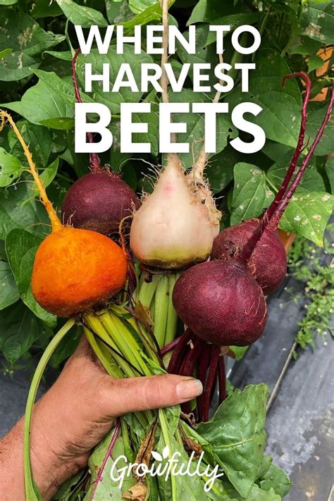 How big should beets be to pick