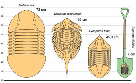 Historically trilobites were primarily used in the dating of rock strata and in the 19 th century geologists including Adam Sedgwick and Roderick Murchison used different species of trilobites ... measures 72 …. 