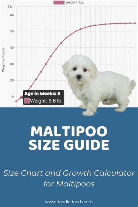 How big will my maltipoo get calculator. In fact, many Maltipoos will be fully grown at around 10 to 11 months. Maltipoos come in various sizes, depending on the size of the Poodle in their parentage. The weight and height of a full-grown Maltipoo can range from 5 to 25 pounds and 6 to 14 inches, respectively. Use a Maltipoo weight chart as a rough guide to estimate your puppy's adult ... 