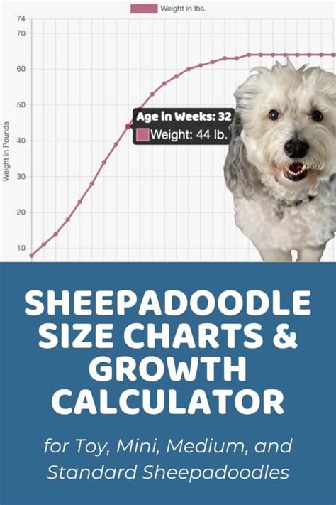 How Big Will My Sheepadoodle Be When It's Fully Grown? 