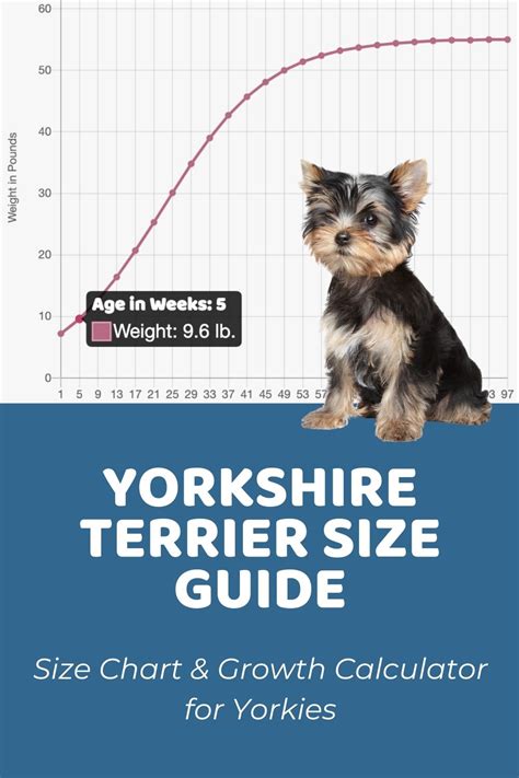 How big will my yorkie get calculator. Being a toy breed, there is no difference in size between male and female Yorkies as you can see in the Yorkie growth chart. Both males and females weigh 21.5 oz. at 8 weeks and are 2–4 inches tall. The two genders also grow at the same rate. 6 months, both weigh 51 oz. and are 5 – 9 inches tall. 