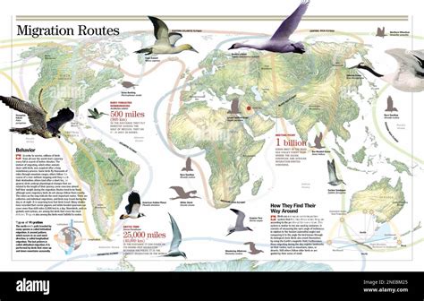 How bird tracking maps help scientists study migration patterns