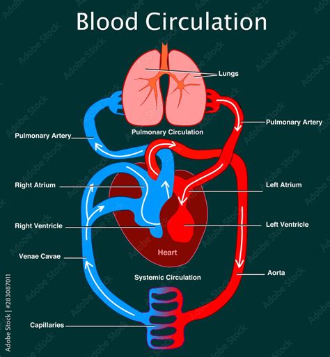 How blood flows in human body