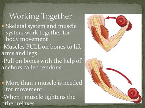 How bones and muscles work together for movement?