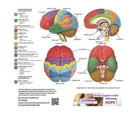 How brain works in human body