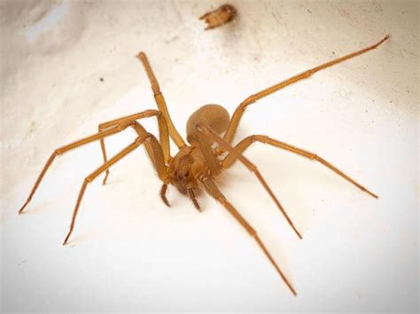 How can I kill spiders while suffering from arachnophobia?