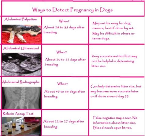 How can I test my dogs pregnancy at home? - Mi Dog Guide