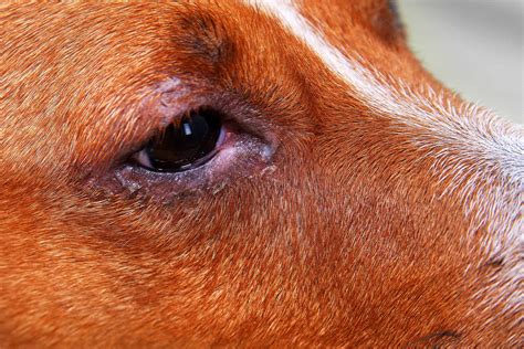 How can I treat my dogs pink eye at home? Here’s What to Do Next