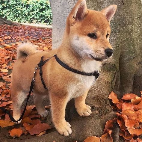 If you’re wondering how to buy Shiba Inu in the U.S., you