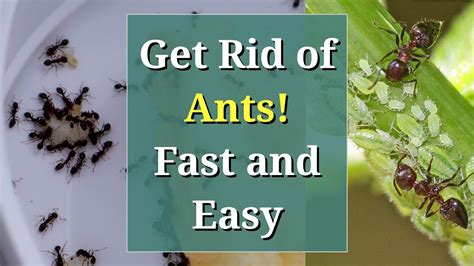 How can i get rid of ants. 