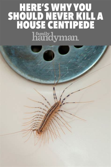 How can i get rid of house centipedes. Nov 9, 2566 BE ... The key step toward getting rid of centipedes in your house, is to never let them in in the first place. You'll want to make your home—and the ... 